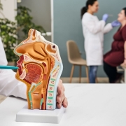 Kulak Burun ve Boğaz